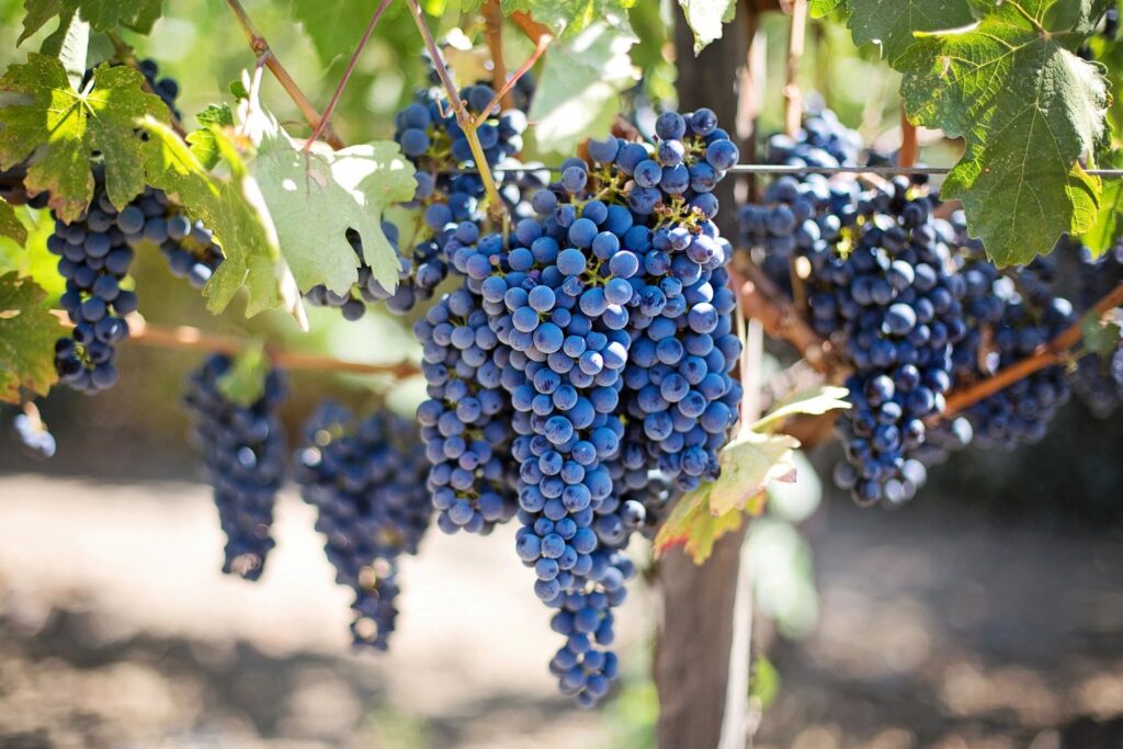 Wine grapes on the vine in the vineyard.